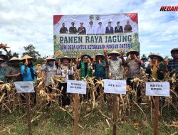 Pemda Panen Raya Jagung di Desa Lobu Mandiri