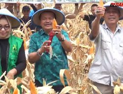 Pemda Minta Peran BUMDes Bantu Kelola Cadangan Pangan Desa