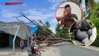 DPRD Desak Pemda Segera Tangani Pohon Bahayakan Warga