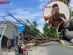 DPRD Desak Pemda Segera Tangani Pohon Bahayakan Warga