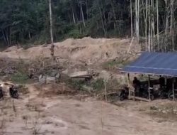 Awalnya Buka Lahan Kebun Durian, Berujung Jadi Peti
