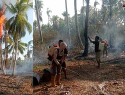 Kebakaran Lahan Hanguskan 20 Pohon Kelapa