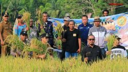 Bupati Erwin Panen Perdana Padi dari Cetak Sawah Rakyat